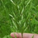 Bromus hordeaceus  L.Bromus hordeaceus  L.