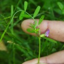 Vicia sativa L. subsp. nigra Ehrh.Vicia sativa L. subsp. nigra Ehrh.