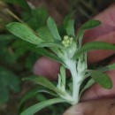 Gnaphalium uliginosum L.Gnaphalium uliginosum L.