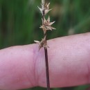 Carex echinata MurrayCarex echinata Murray