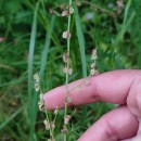 Rumex acetosa L. subsp. acetosaRumex acetosa L. subsp. acetosa