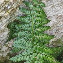 Asplenium obovatum Viv. subsp. billotii (F.W.Schultz) O.Bolòs, Vigo, Masalles & NinotAsplenium obovatum Viv. subsp. billotii (F.W.Schultz) O.Bolòs, Vigo, Masalles & Ninot