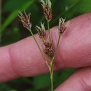 Luzula multiflora (Ehrh.) Lej.Luzula multiflora (Ehrh.) Lej.