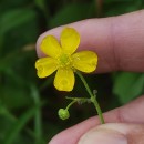 Ranunculus flammula L.Ranunculus flammula L.