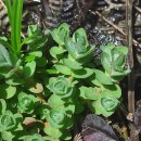 Hypericum elodes L.Hypericum elodes L.