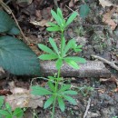 Galium aparine L.Galium aparine L.