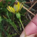 Leontodon saxatilis Lam.Leontodon saxatilis Lam.