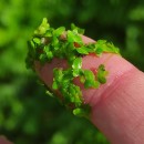 Lemna minor L.Lemna minor L.