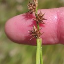 Carex echinata MurrayCarex echinata Murray