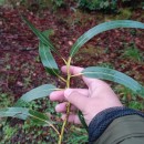 Eucalyptus globulus Labill.Eucalyptus globulus Labill.