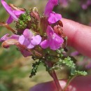 Pedicularis sylvatica L. subsp. sylvaticaPedicularis sylvatica L. subsp. sylvatica