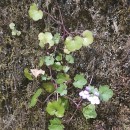 Cymbalaria muralis P. Gaertn., B. Mey. & Scherb.Cymbalaria muralis P. Gaertn., B. Mey. & Scherb.