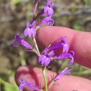 Lobelia urens L.Lobelia urens L.