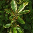 Castanea sativa Mill.Castanea sativa Mill.