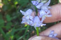 Hyacinthoides spp Heist. ex Fabr.Hyacinthoides spp Heist. ex Fabr.