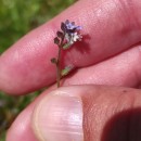 Myosotis discolor Pers. subsp. dubia (Arrond.) BlaiseMyosotis discolor Pers. subsp. dubia (Arrond.) Blaise