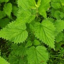 Urtica dioica L.Urtica dioica L.