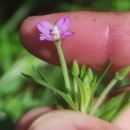 Epilobium obscurum Schreb.Epilobium obscurum Schreb.