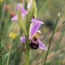 Ophrys apifera Huds.Ophrys apifera Huds.