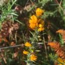 Ulex gallii Planch. subsp. galliiUlex gallii Planch. subsp. gallii