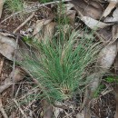 Agrostis curtisii KerguélenAgrostis curtisii Kerguélen