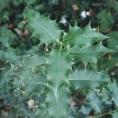 Ilex aquifolium L.Ilex aquifolium L.