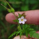 Geranium purpureum Vill.Geranium purpureum Vill.