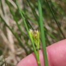 Rhynchospora alba (L.) VahlRhynchospora alba (L.) Vahl
