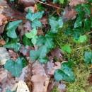 Hedera hibernica (G. Kirchn.) Bean‹Hedera hibernica (G. Kirchn.) Bean‹