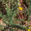 Ulex europaeus L. subsp. latebracteatus (Mariz) Rothm.Ulex europaeus L. subsp. latebracteatus (Mariz) Rothm.