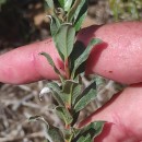 Salix repens L. subsp. repensSalix repens L. subsp. repens