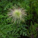 Pulsatilla alpina (L.) DelarbrePulsatilla alpina (L.) Delarbre
