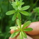 Galium mollugo L.Galium mollugo L.