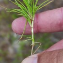 Isolepis fluitans (L.) R.Br.Isolepis fluitans (L.) R.Br.