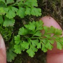 Anogramma leptophylla (L.) LinkAnogramma leptophylla (L.) Link