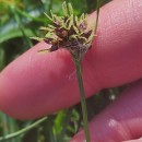 Luzula campestris (L.) DC.Luzula campestris (L.) DC.