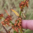 Rumex obtusifolius L.Rumex obtusifolius L.