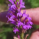 Lobelia urens L.Lobelia urens L.