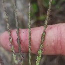 Digitaria sanguinalis (L.) Scop.Digitaria sanguinalis (L.) Scop.