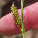 Carex binervis Sm.Carex binervis Sm.