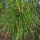 Pinus radiata D. DonPinus radiata D. Don
