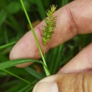 Carex laevigata Sm.Carex laevigata Sm.