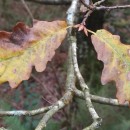 Quercus petraea  (Matt.) Liebl.Quercus petraea  (Matt.) Liebl.