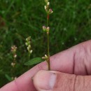 Persicaria salicifolia (Brouss. ex Willd.) AssenovPersicaria salicifolia (Brouss. ex Willd.) Assenov