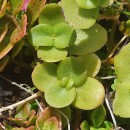 Crassula multicava Lem.Crassula multicava Lem.