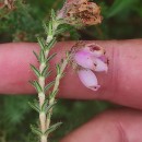 Erica tetralix L.Erica tetralix L.