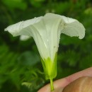 Calystegia sepium (L.) R. Br.Calystegia sepium (L.) R. Br.