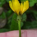 Picris hieracioides L.Picris hieracioides L.