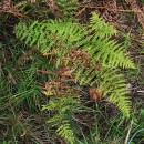 Pteridium aquilinum (L.) KuhnPteridium aquilinum (L.) Kuhn