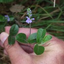 Veronica officinalis L.Veronica officinalis L.
